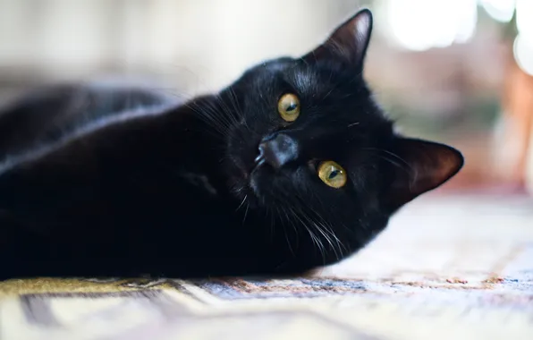 Кошка, взгляд, животное, черный кот, смотрит