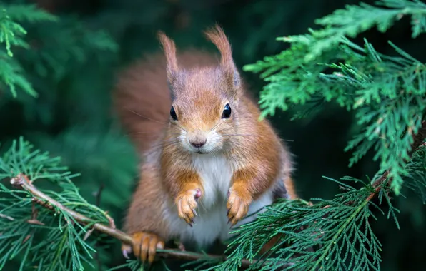 Картинка природа, белка, зверёк