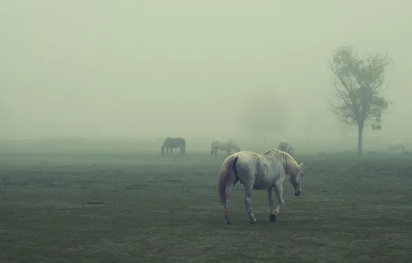 Field, horses, foggy