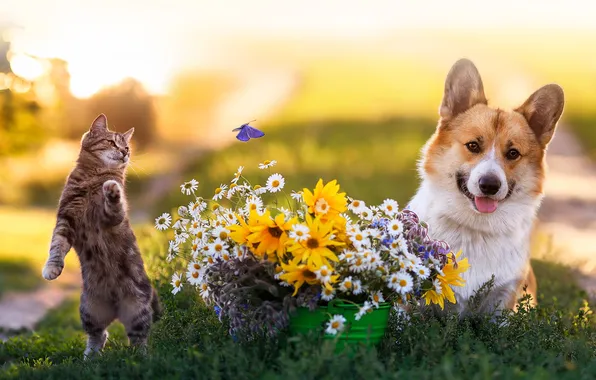Кошка, кот, взгляд, цветы, природа, поза, бабочка, собака