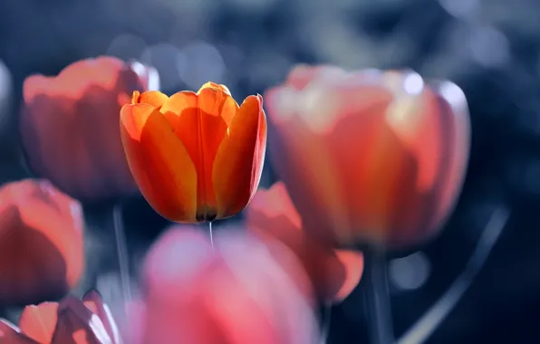 Картинка цветы, тюльпаны, боке, Katrin Suroleiska