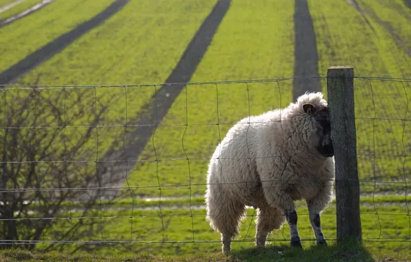 Картинка поле, забор, sheep, nice, овца, sweat
