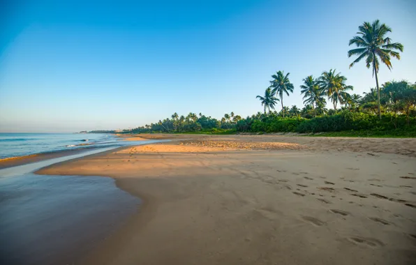 Пляж, пальмы, побережье, Шри-Ланка, Bentota Beach