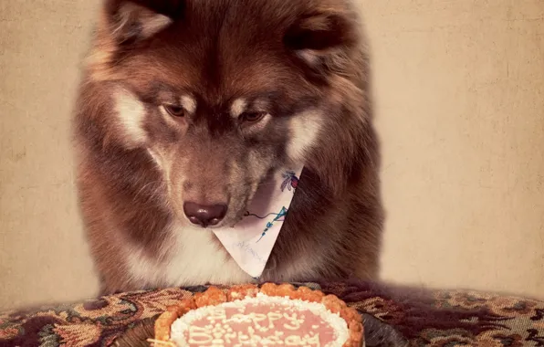 Друг, день рождения, праздник, собака, торт