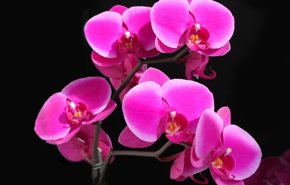 Цветок, свет, обои, тень, лепестки, контраст, орхидея