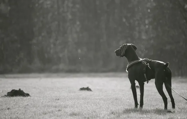 Фото, настроение, чёрно-белое, собака