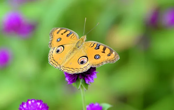 Цветы, узор, бабочка, крылья, луг