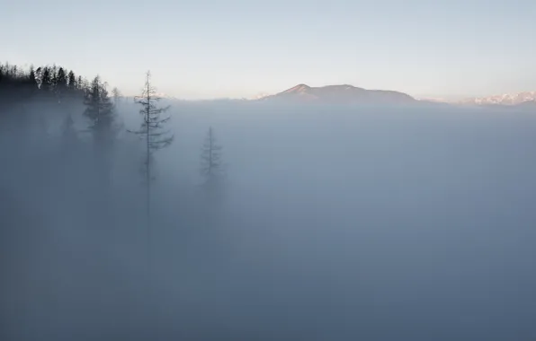 Деревья, горы, туман