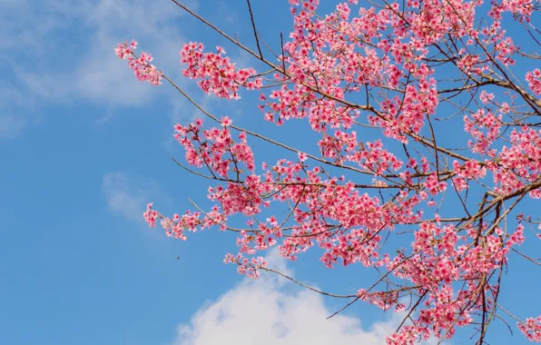 Небо, ветки, весна, сакура, цветение, pink, blossom, sakura