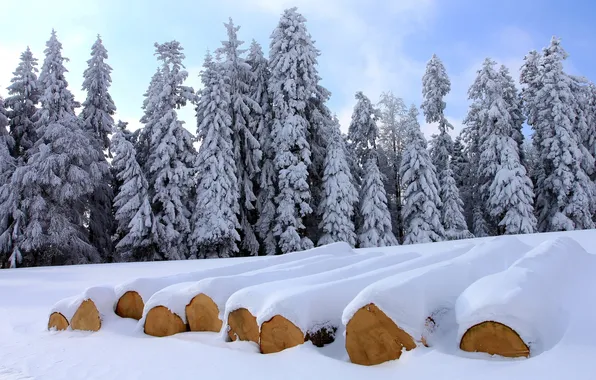 Картинка зима, лес, деревья, брёвна