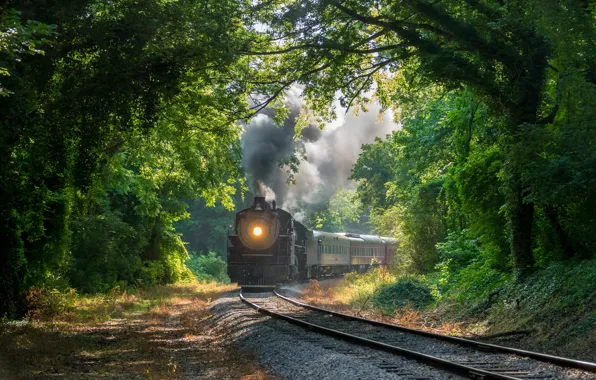 Картинка лес, деревья, поезд, железная дорога, Tennessee, Chattanooga, Чаттануга, Теннесси