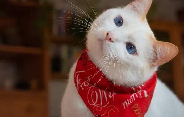 Картинка кошка, белый, взгляд, красный, портрет, платок