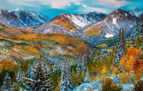 Осень, лес, снег, деревья, горы