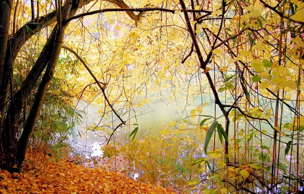 Осень, листья, деревья, озеро, парк, спокойствие