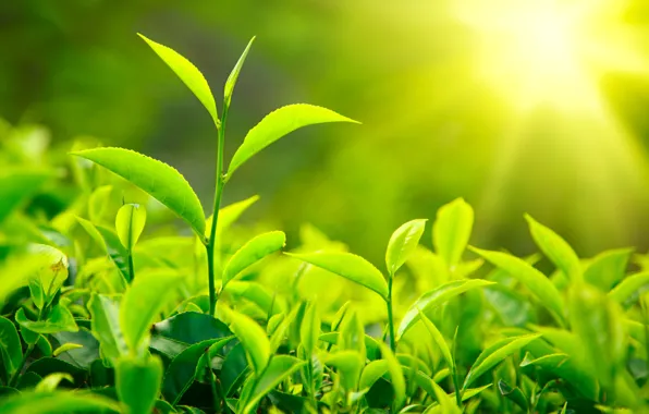 Картинка макро, природа, nature, macro, tea leaves, листики чая