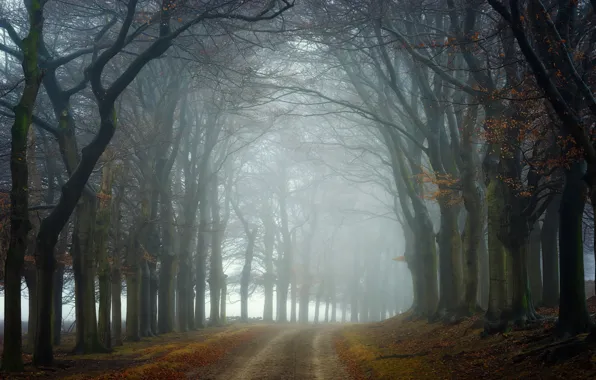Картинка дорога, осень, деревья, природа, дымка