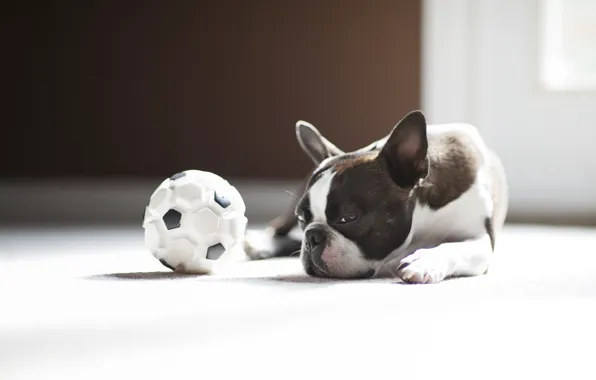 Картинка мяч, собака, мопс