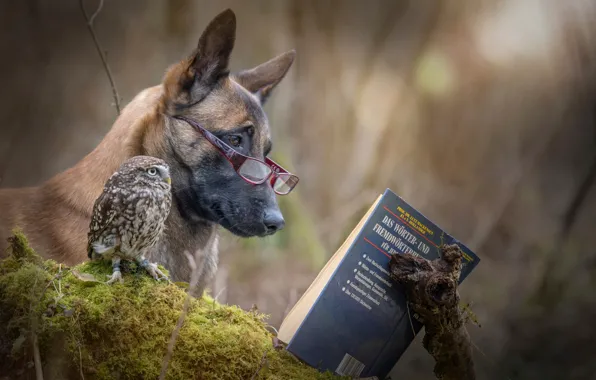 Картинка сова, собака, книга, друзья, чтение