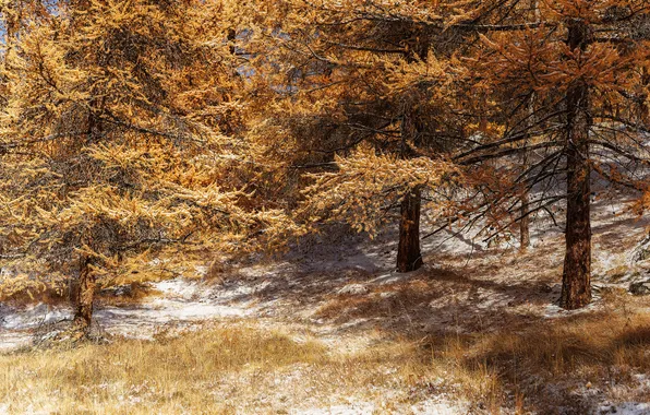 Forest, trees, autumn