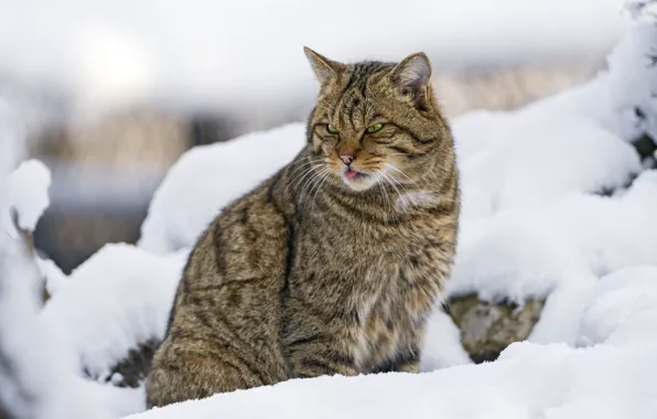 Снег, хищник, дикий, лесной кот