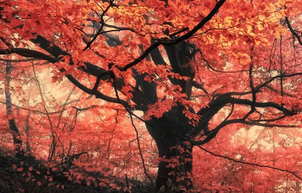Картинка лес, листья, деревья, туман, Осень, forest, листопад, trees
