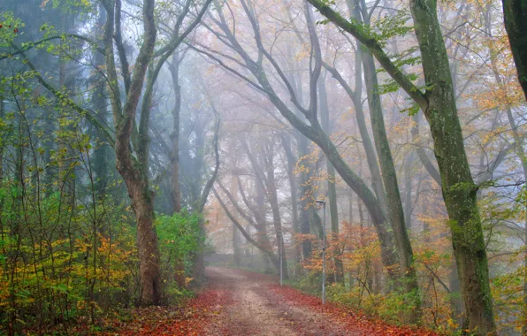 Дорога, осень, лес, туман, парк
