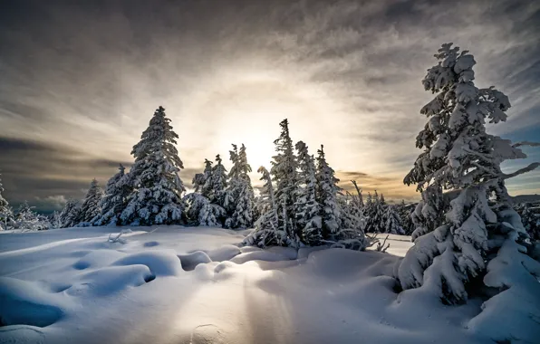 Картинка зима, солнце, снег, деревья, пейзаж, природа, ели, Robert Didierjean