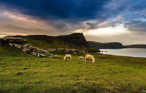 Небо, озеро, овцы, Шотландия, луга, Scotland