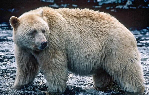 Картинка white, canada, kermode bear, spirit-bear, bear white