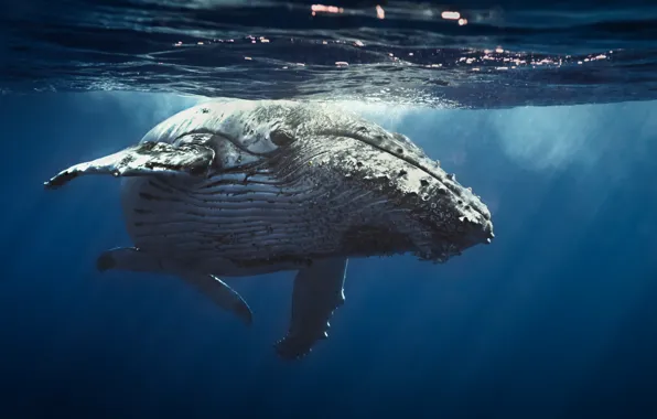 Bubbles, ocean, water, whale