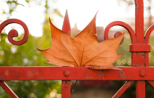 Осень, лист, ограда, клён