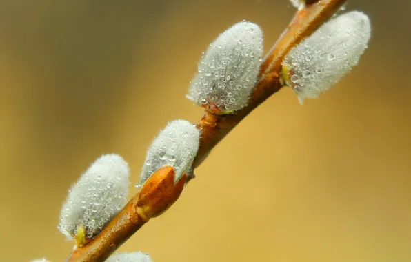 Spring, twig, base kitten