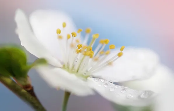 Белый, цветок, макро, природа, весна