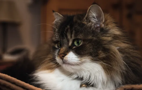 Кошка, кот, взгляд, морда, комната, портрет, лежит, зеленые глаза