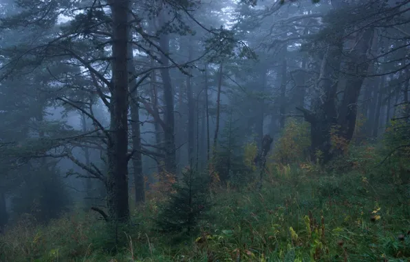 Лес, деревья, природа, туман, Россия, Russia, Адыгея, Adygea