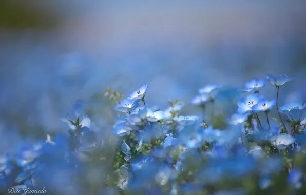 Картинка размытость, голубые цветочки, немофила