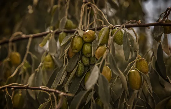 Green, nature, Olives, Kide FotoArt