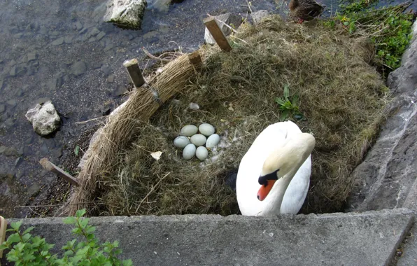 Картинка eggs, nest, Swan, like