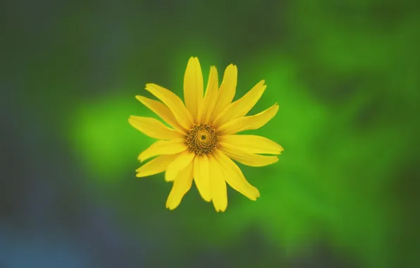 Картинка цветок, желтый, лепестки