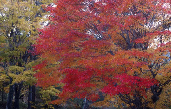 Картинка осень, лес, листья, парк, дерево, клен, багрянец