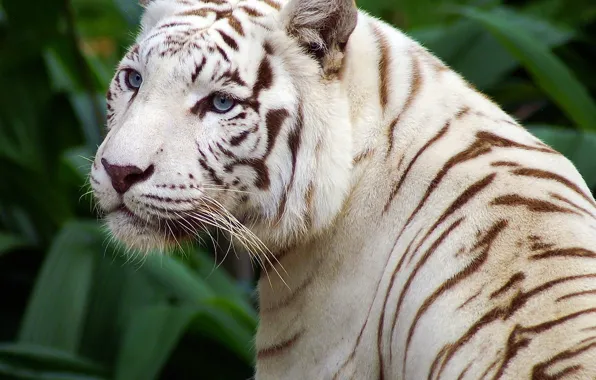 Картинка глаза, полоски, белый тигр, красивый