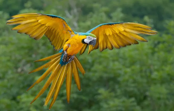 Bird, animal, cute