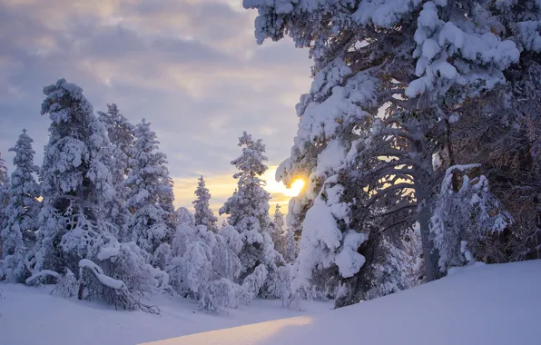 Зима, лес, солнце, снег, деревья, сугробы, Финляндия, Finland