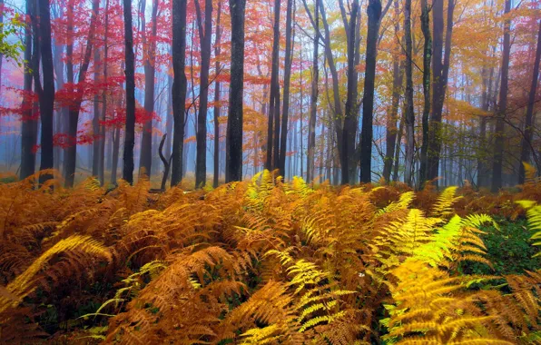 Картинка осень, лес, деревья, папоротник