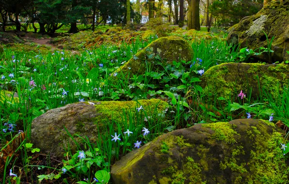 Stones, plant, moss