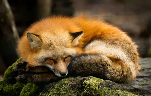 Animal, wildlife, red fox