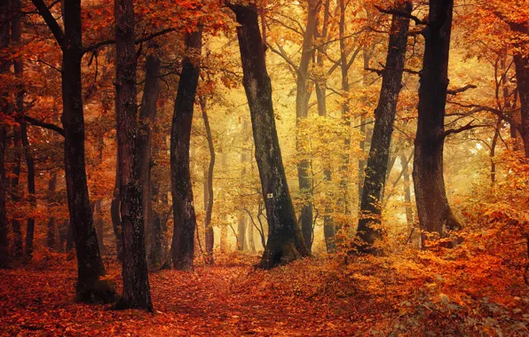 Картинка autumn, fog, trail, autumn colors, fall, foliage, woodland, fall colors