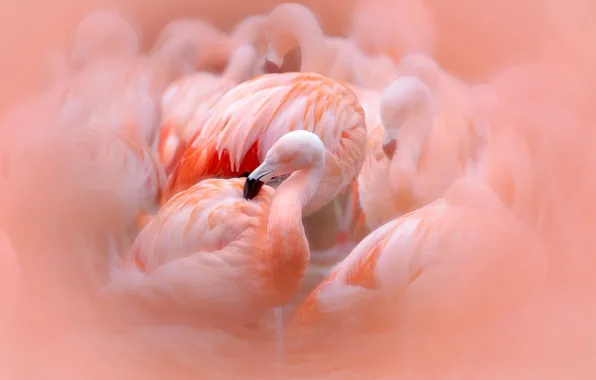 Картинка птицы, розовые, фламинго