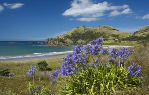 Пляж, цветы, океан, побережье, Island, New-Zealand, Great Barrier