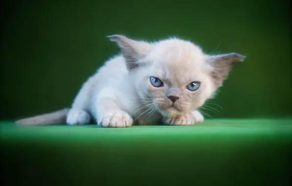 Кошка, взгляд, поза, котенок, мордашка, гремлин, ориентал, ориентальная кошка